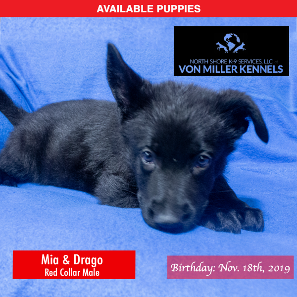 Von-Miller-Kennels_Puppies-German-Shepherds-11-18-2019-litter-Red-Male-8